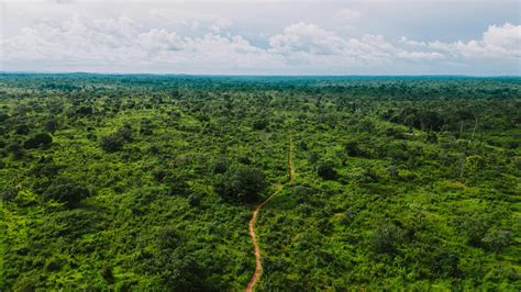 Amazon Jungle Photos, Download The BEST Free Amazon Jungle Stock Photos ...