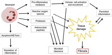 Early Inflammatory Players In Cutaneous Fibrosis Journal Of