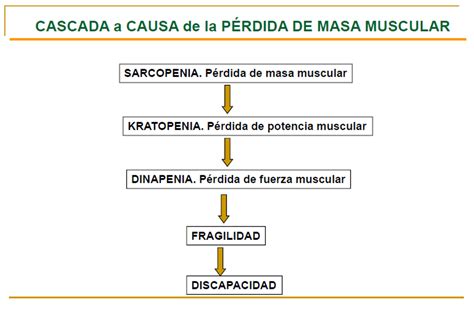 P Rdida De Masa Muscular Qu Es S Ntomas Causas Y Mucho M S