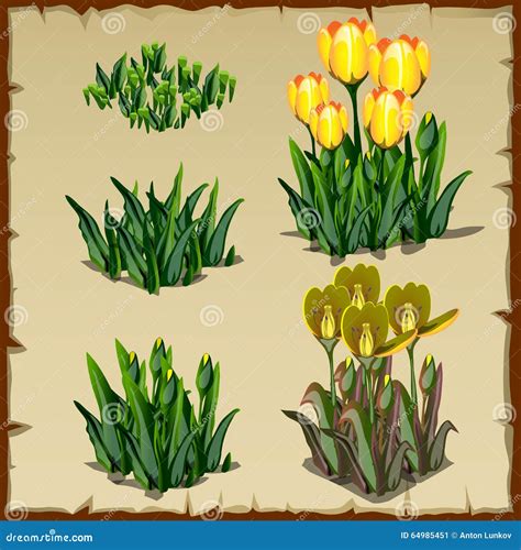 Gardeners explain the science behind the massive Tulips FTW growth 29