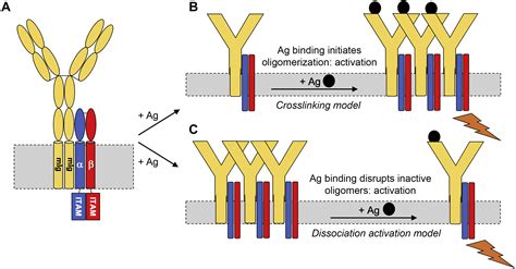 Characterization of interactions within the Igα Igβ transmembrane