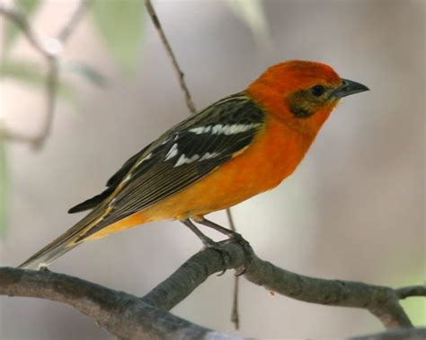 Flame Colored Tanager Birdspix