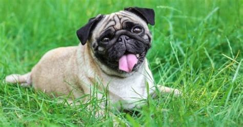 Quanto Tempo Vive Um Pug - Pug Lifespan: How Long Do Pugs Live? - A-Z Animals