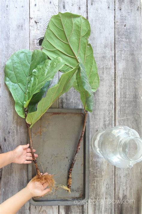 Fiddle Leaf Fig Propagation Success In Easy Ways A Piece Of