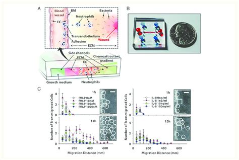 Microfluidic Studies Of Inflammation And Transendothelial Migration