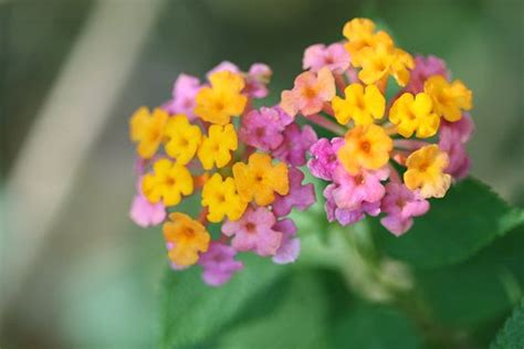 ランタナシチヘンゲ（七変化） 植物と生き物