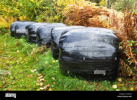 Silage Bale Hi Res Stock Photography And Images Alamy