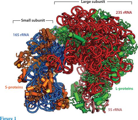 Bacterial Ribosome Structure