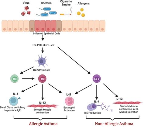 Frontiers A Four Part Guide To Lung Immunology Invasion