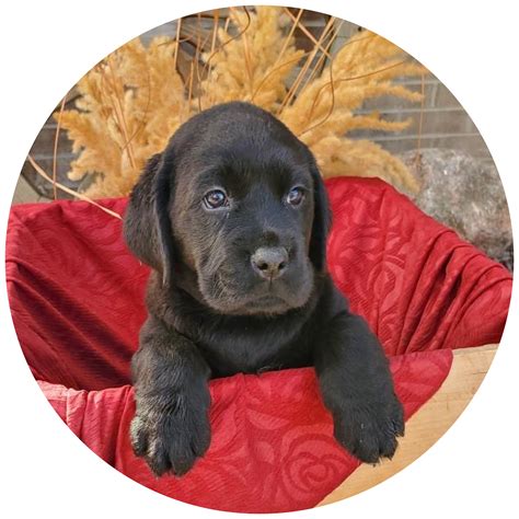 English Labrador Puppies For Boston Ma — Smoky Mountain Labradors