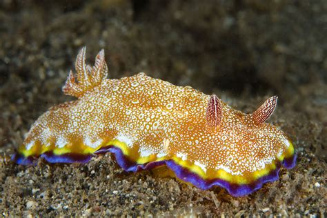 Sea Slugs That Prove Aliens Already Live On Planet Earth Bored Panda