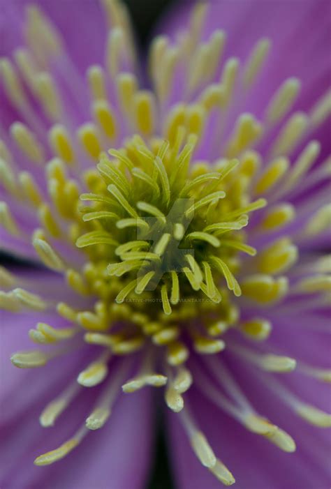 Flower Explosion By Creative Photo Uk On Deviantart