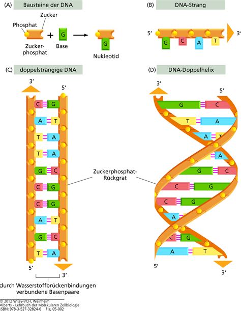 Molekularbiologie Der Zelle Teil Dna Chromosomen Genom Darwinator