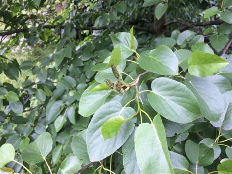 ALNUS cordata Pépinières Ripoche Nantes Divatte sur Loire