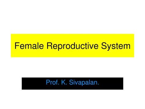 Ppt Female Reproductive System Powerpoint Presentation Free Download