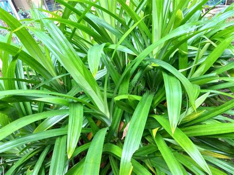 Pandan Tree In Home Garden Pandan Leaves Used To Natural Or Organik