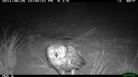 Usfws News On Twitter Rt Usfwsmtnprairie Are You Afraid Of The Dark