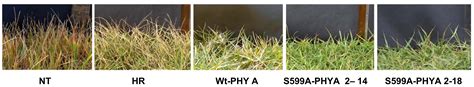 Transgenic Herbicide Resistant Turfgrasses Intechopen