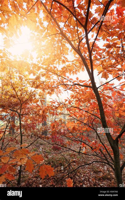 Autumn colorful tree Stock Photo - Alamy