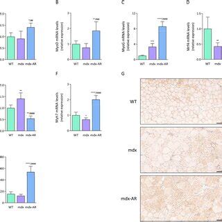 Effects of AdipoRon treatment on AMPK activity NFκB activity and