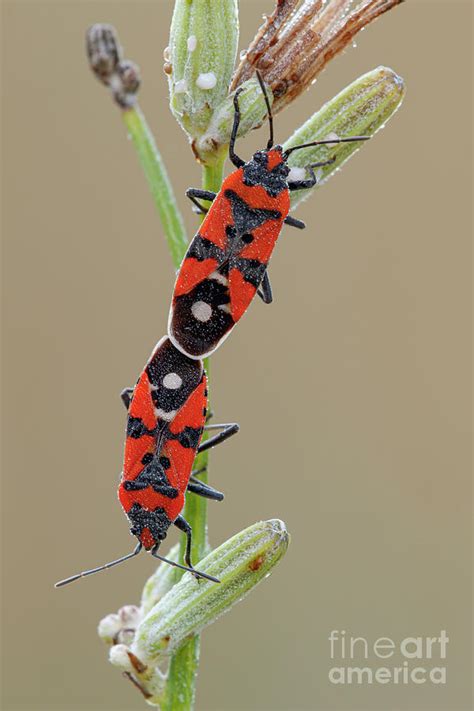 Black And Red Bug By Heath Mcdonald Science Photo Library