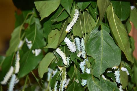 Asia Album Eri Silkworm Rearing Center In India S Assam Xinhua