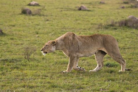 Lioness Hunting Prey