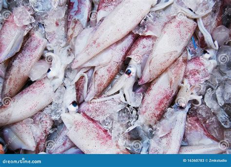 Many Of Raw Squid In Fresh Market Stock Image Image Of Asian Health