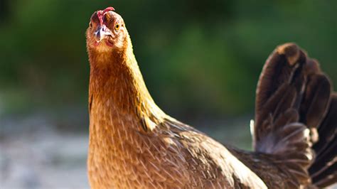 American Game Bantam Chickens - Hobby Farms