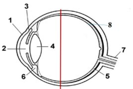 Ophthalmic Drug Delivery Flashcards Quizlet