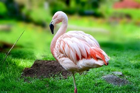 Premium Photo | American flamingo or caribbean flamingo