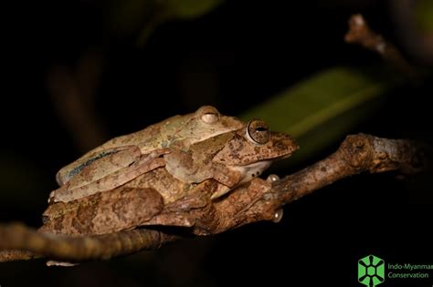 New Biodiversity Survey Highlights The Species Diversity Of Ca Forest