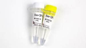 Exo Cip Rapid Pcr Cleanup Kits New England Biolabs Vwr