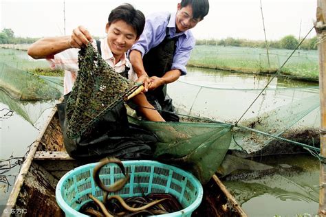 怎么养殖黄鳝繁殖快成活高 ？良好的苗子，是黄鳝养殖的关键 说明书网