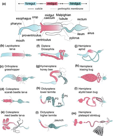 Figure 1 From The Gut Microbiota Of Insects Diversity In Structure