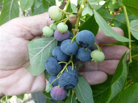 Pin Op Blauwe Bessen Kwekerij Zeldenrust