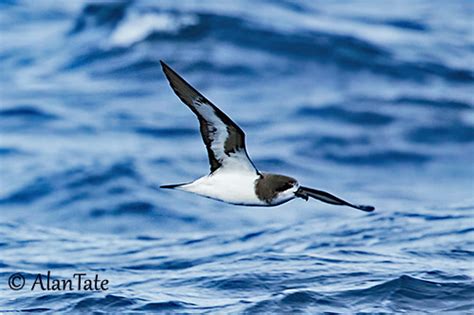 Bermuda Petrel Or Cahow