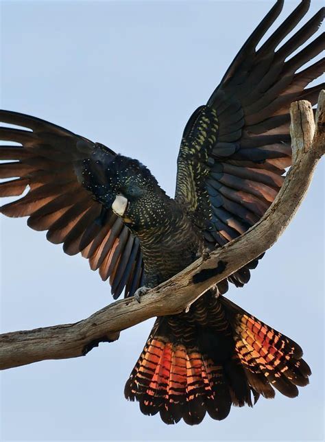 Red tailed black cockatoo - Alchetron, the free social encyclopedia