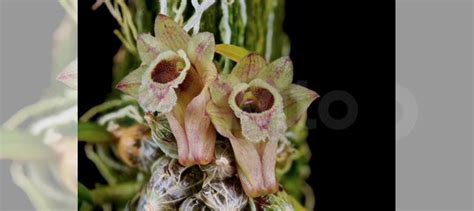 Мини-микро орхидея Dendrobium hercouense купить в Москве | Товары для ...