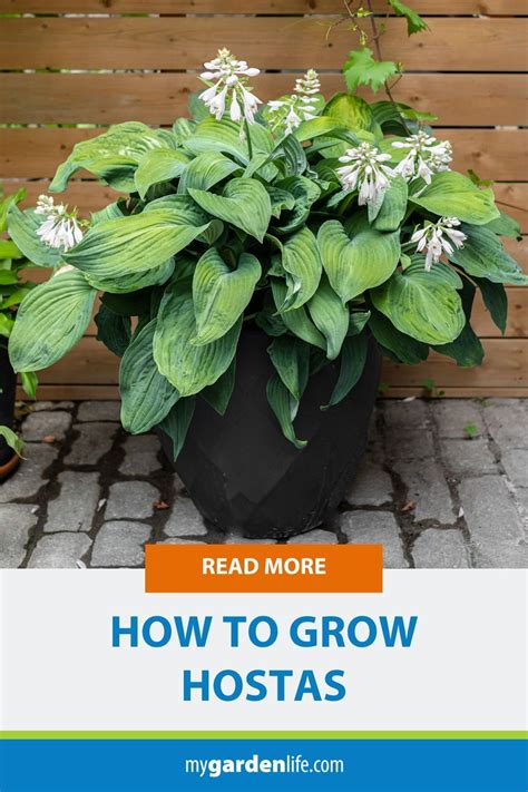 How To Grow Hostas In Hosta Care Hostas Plant Roots