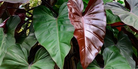 Blushing Philodendron Growth And Care Gfl Outdoors