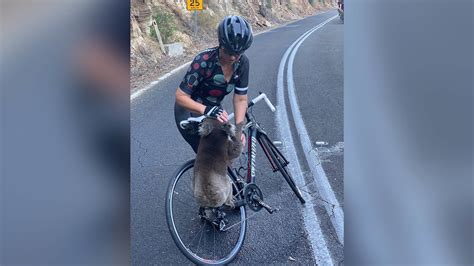 Thirsty koala approaches cyclists and chugs their water | CNN