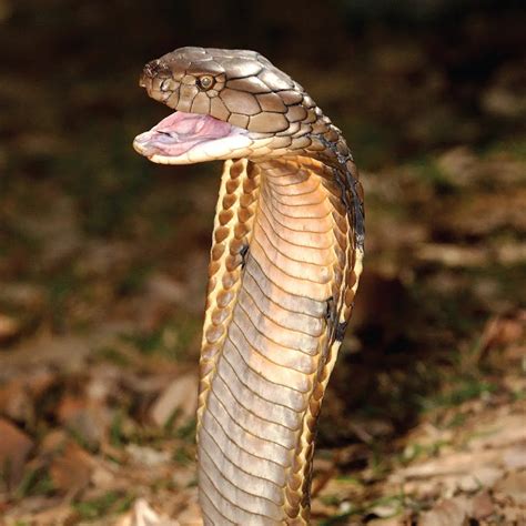 Kevin The King Cobra Youtube