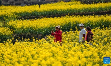 Scenery Of Cole Flower Fields In Sw China Global Times