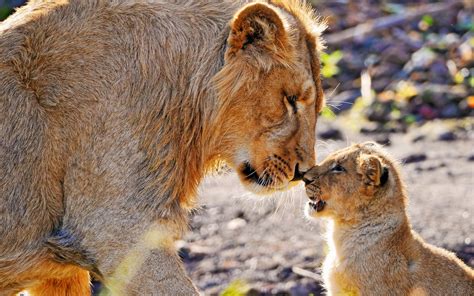 Fondos de pantalla león fauna silvestre bebé Pareja Zoo bigotes