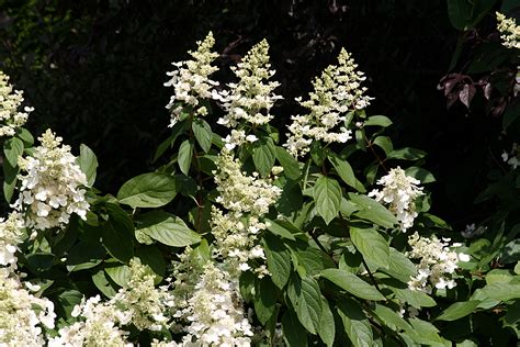 File:Hydrangea paniculata IMG 6629.JPG - Wikipedia