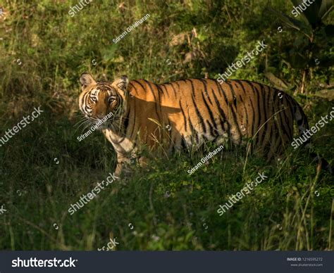 141 Mudumalai Tiger Reserve Images, Stock Photos, 3D objects, & Vectors ...