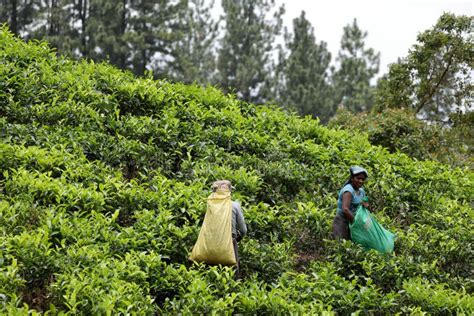 Tea Production in Sri Lanka Editorial Image - Image of industry ...