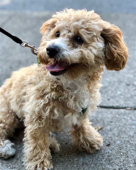 expect   poochon bichon poodle mix   life animalso