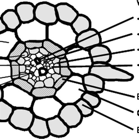 Simplified Arabidopsis root cross-section: cell specificity of sulphate ... 